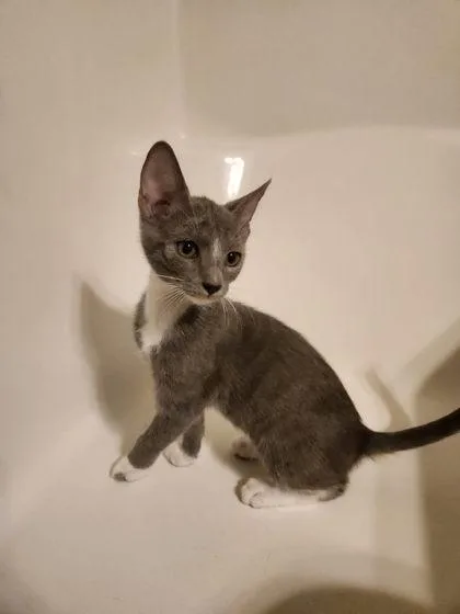 A baby medium-sized male Domestic Short Hair cat named James Bond Louisville for adoption in Savannah, GA