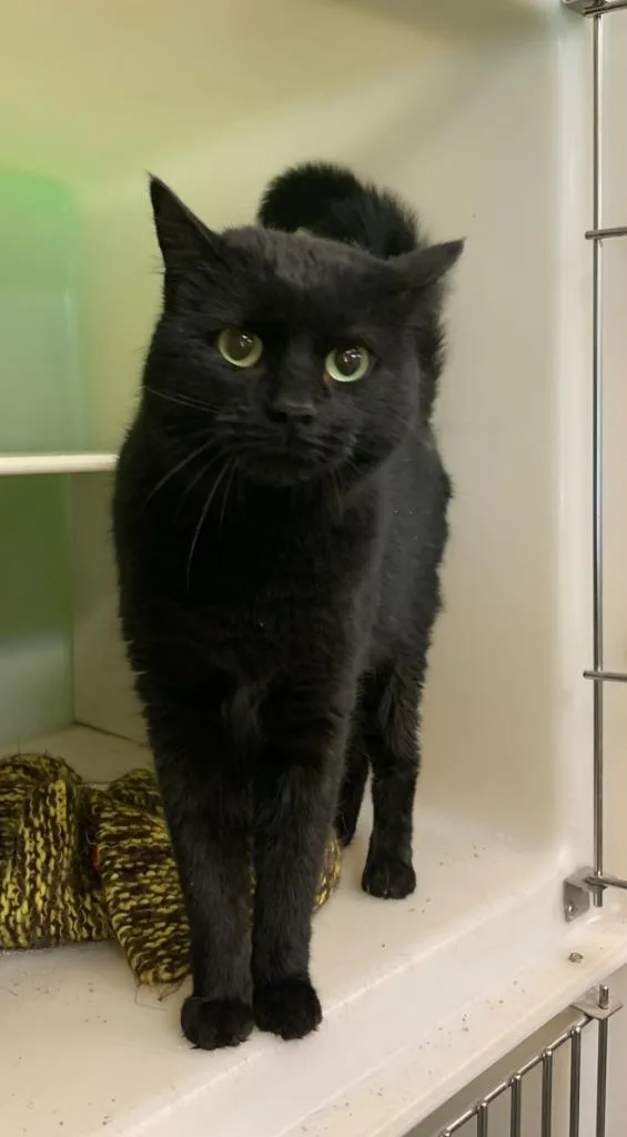 An adult large-sized female Domestic Short Hair cat named Poppy for adoption in Thayne, WY