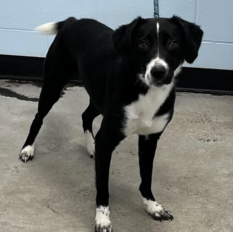 A young medium-sized female Black Border Collie dog named Oak for adoption in Albany, NY