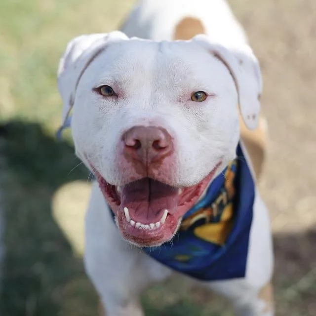 A young large-sized female American Staffordshire Terrier dog named Neela for adoption in San Antonio, TX