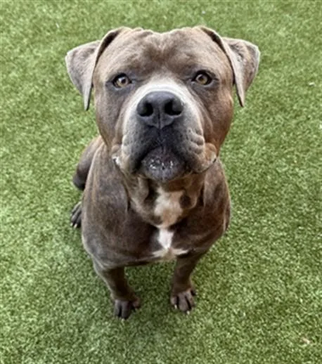An adult extra large-sized male Mastiff dog named Ram for adoption in Toledo, OH