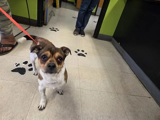 An adult small-sized male Terrier dog named Earl for adoption in Kent, WA