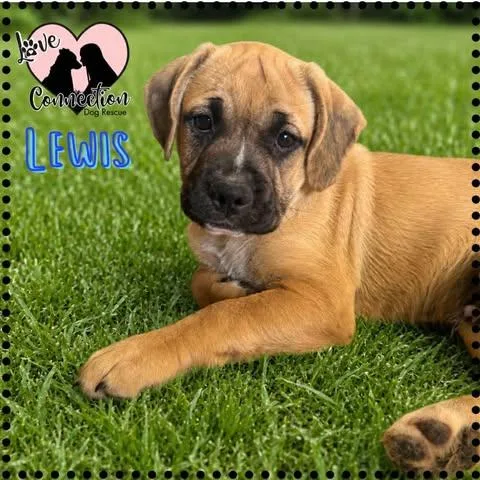A baby medium-sized male Brown / Chocolate Pug dog named Lewis for adoption in Gilbert, AZ