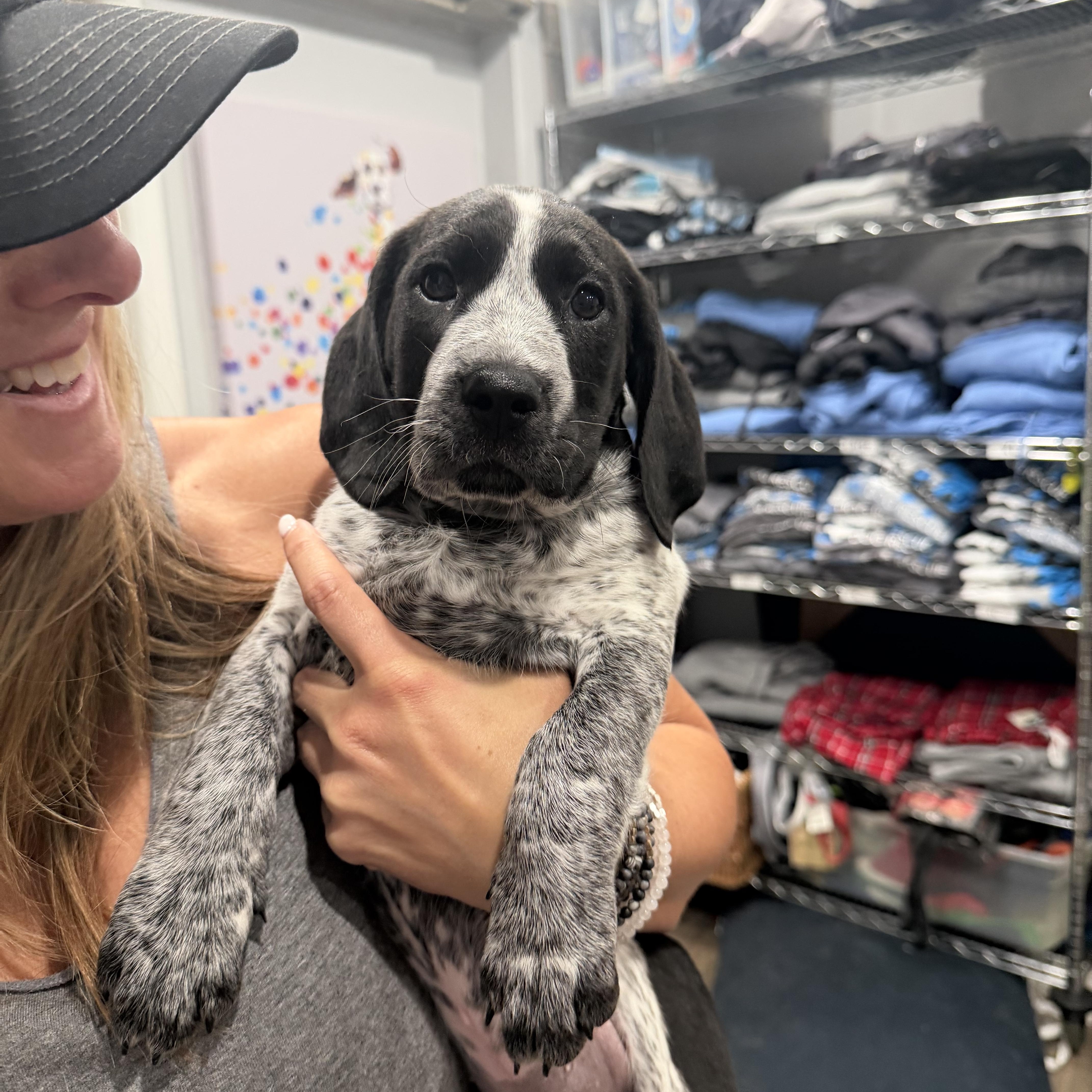 A baby medium-sized male German Shorthaired Pointer dog named Ronaldo for adoption in Mahwah, NJ