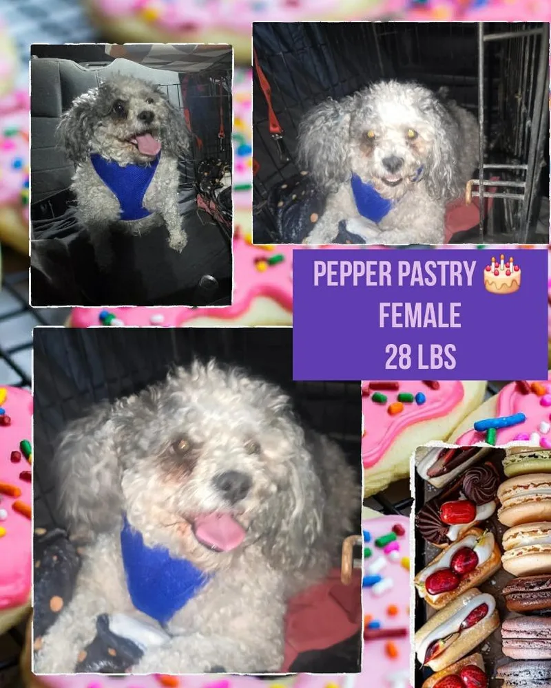Pepper $