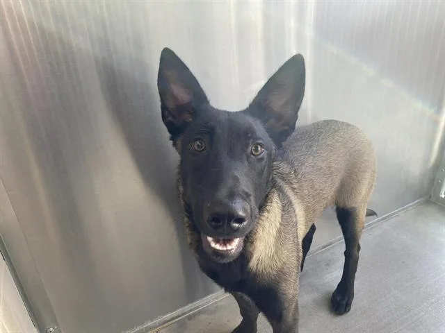 A young medium-sized female Belgian Shepherd / Malinois dog named Ninette for adoption in Tustin, CA