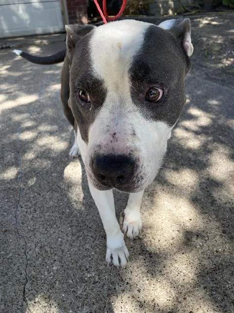 An adult large-sized male Mixed Breed dog named Bones for adoption in Dallas, TX