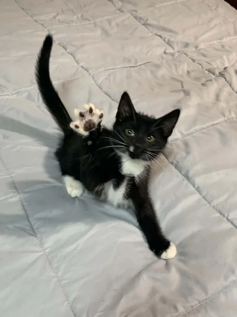 A baby small-sized male Black & White / Tuxedo Tuxedo cat named Titus for adoption in Greensburg, PA