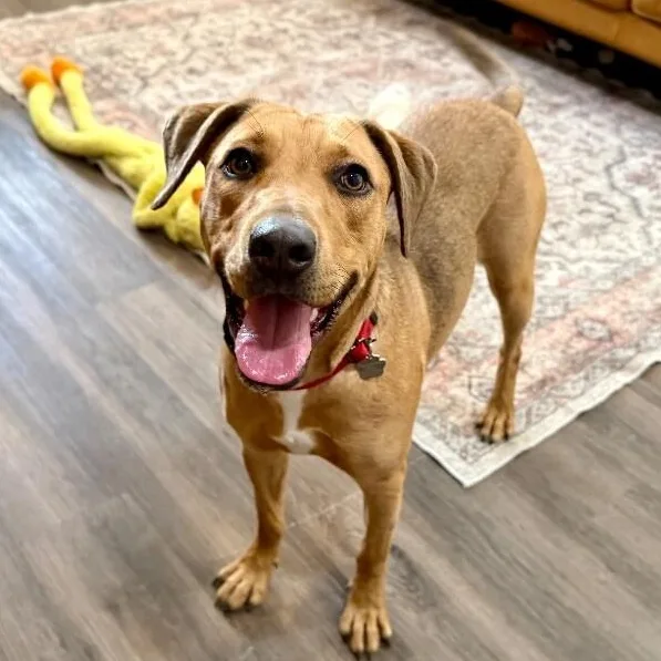 A baby medium-sized female Yellow / Tan / Blond / Fawn Black Mouth Cur dog named Sophie Rosie Pocket Full for adoption in Friendswood, TX