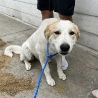 A young medium-sized female White / Cream Great Pyrenees dog named Breezy for adoption in Brooklyn, NY