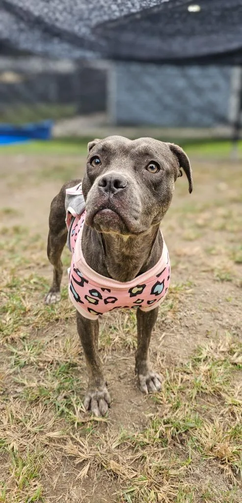 A young medium-sized female Pit Bull Terrier dog named Rosie for adoption in New Bern, NC