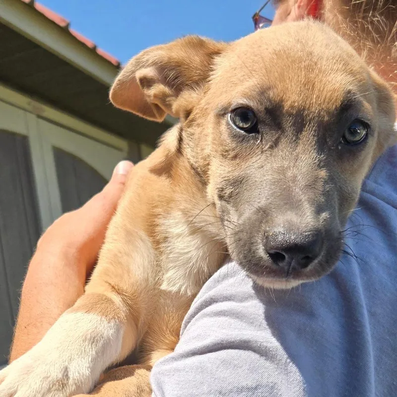 A baby medium-sized female Yellow / Tan / Blond / Fawn German Shepherd Dog dog named Brandy for adoption in Floresville, TX