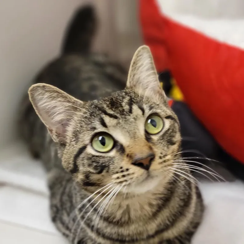 A young medium-sized male Brown / Chocolate Domestic Short Hair cat named Goose for adoption in Sarasota, FL