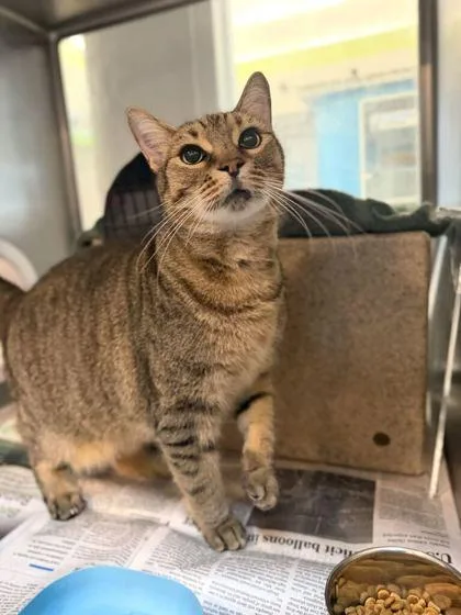 An adult medium-sized male Domestic Short Hair cat named Max for adoption in Daytona Beach, FL
