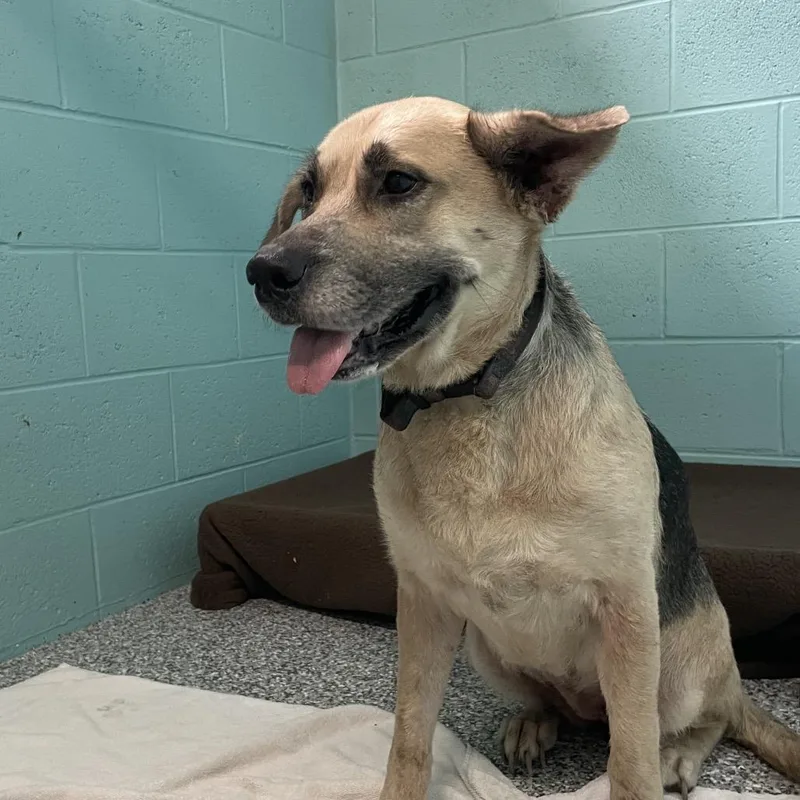 An adult medium-sized female Brown / Chocolate Shepherd dog named Maxine for adoption in Port Charlotte, FL