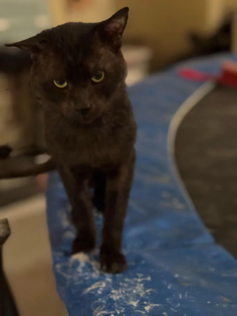 An adult small-sized male British Shorthair cat named Assam for adoption in Snow Hill, MD