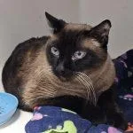 An adult extra large-sized male Seal Point Siamese cat named Coda Cat for adoption in Green Valley, AZ