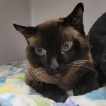 Coda Cat thumbnail 2