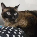 Coda Cat thumbnail 3