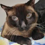 Coda Cat thumbnail 4