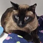 Coda Cat thumbnail 5