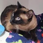 Coda Cat thumbnail 6