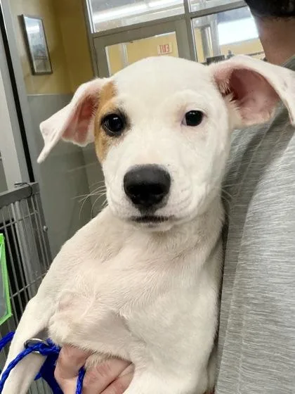 A baby small-sized female Pit Bull Terrier dog named Lois L. for adoption in New Orleans, LA