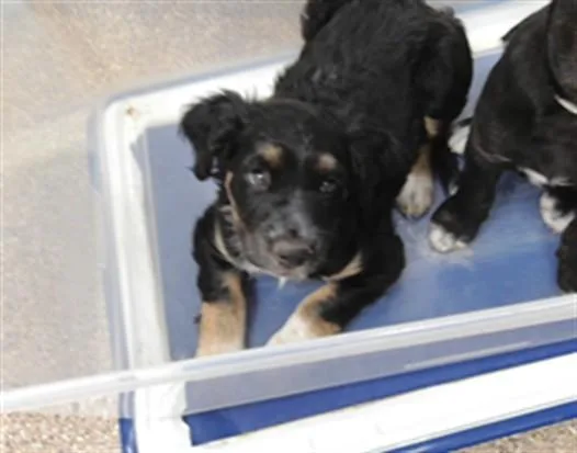 A baby small-sized female Pit Bull Terrier dog named Lady for adoption in Albuquerque, NM