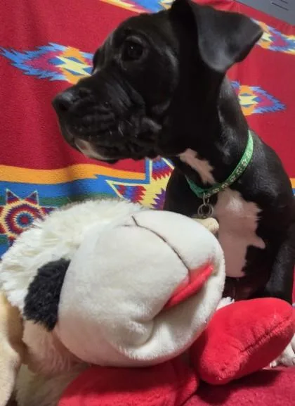 Brett Favre thumbnail 2