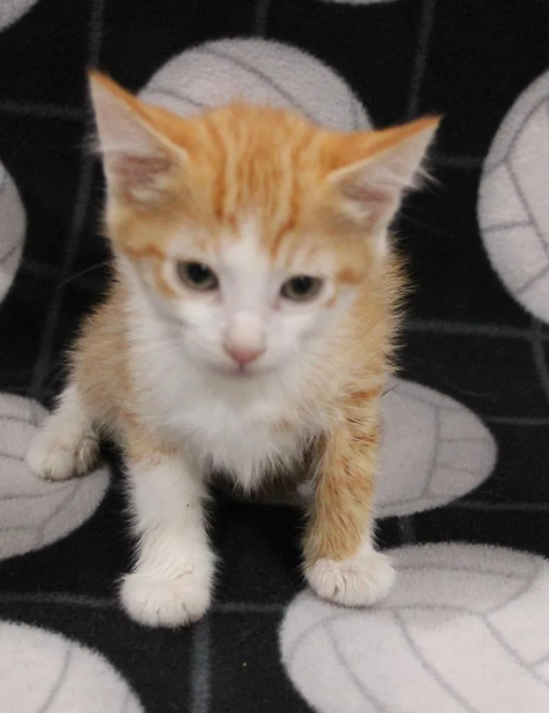A baby medium-sized male Domestic Short Hair cat named Gatsby for adoption in Vacaville, CA