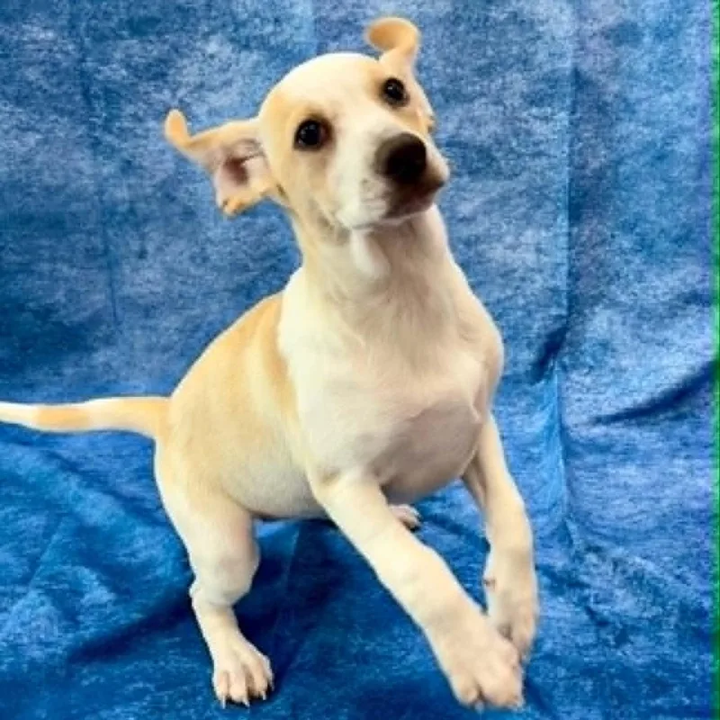 A baby medium-sized female Yellow / Tan / Blond / Fawn Beagle dog named Shortie for adoption in Rushville, IL