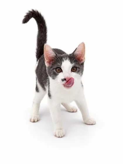 A young medium-sized male Domestic Short Hair cat named Peanut for adoption in Bowling Green, KY