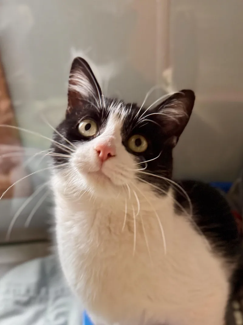 A young medium-sized male Black & White / Tuxedo Domestic Short Hair cat named Purrcy Jackson for adoption in Midland, MI