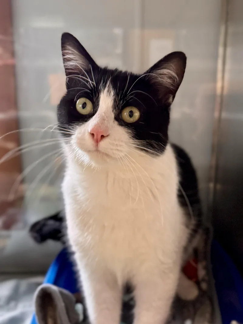 Purrcy Jackson thumbnail 2