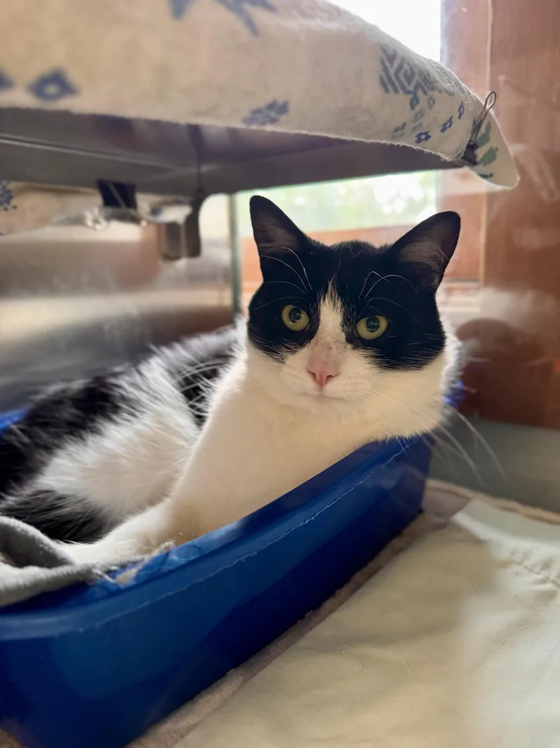 Purrcy Jackson thumbnail 3