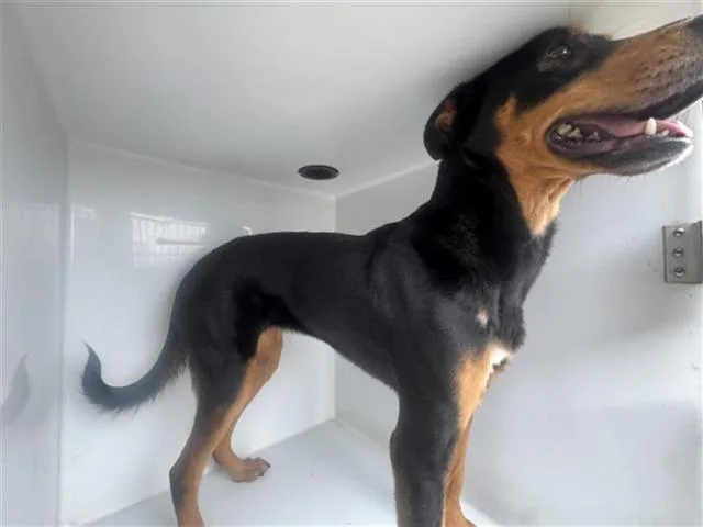 An adult large-sized female Rottweiler dog named Chloe for adoption in Houston, TX