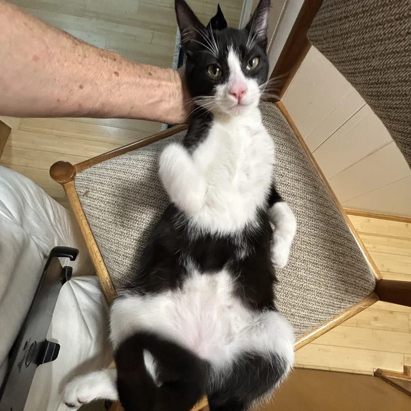A young medium-sized female Black & White / Tuxedo Domestic Short Hair cat named Diamond for adoption in Brentwood, CA