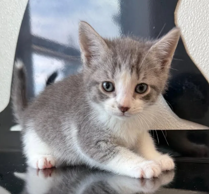 A baby medium-sized female Gray & White Domestic Short Hair cat named Spud for adoption in Hornell, NY
