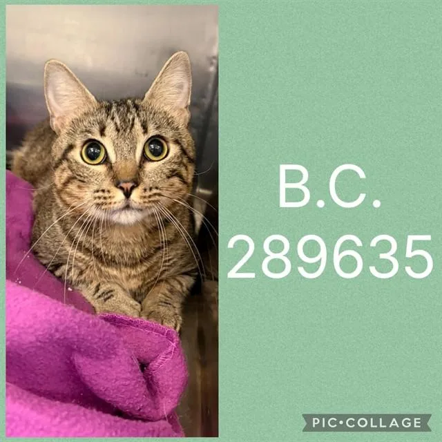 A young medium-sized male Domestic Short Hair cat named B.c. for adoption in Macon, GA