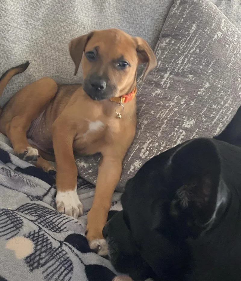 A baby medium-sized female Tricolor (Brown, Black, & White) Shepherd dog named Maple for adoption in Cypress, TX