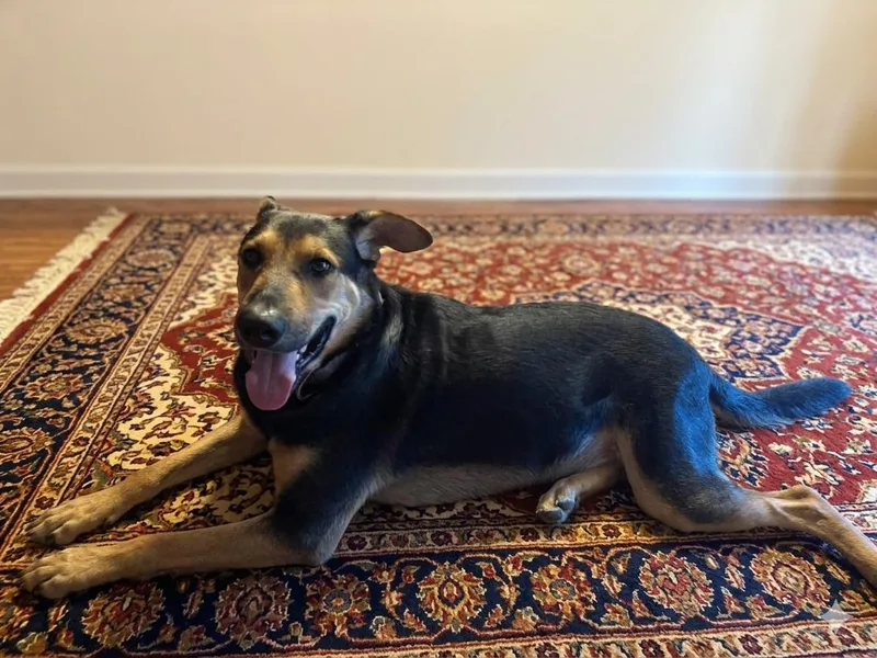 A young medium-sized male German Shepherd Dog dog named Toby for adoption in Willis, TX