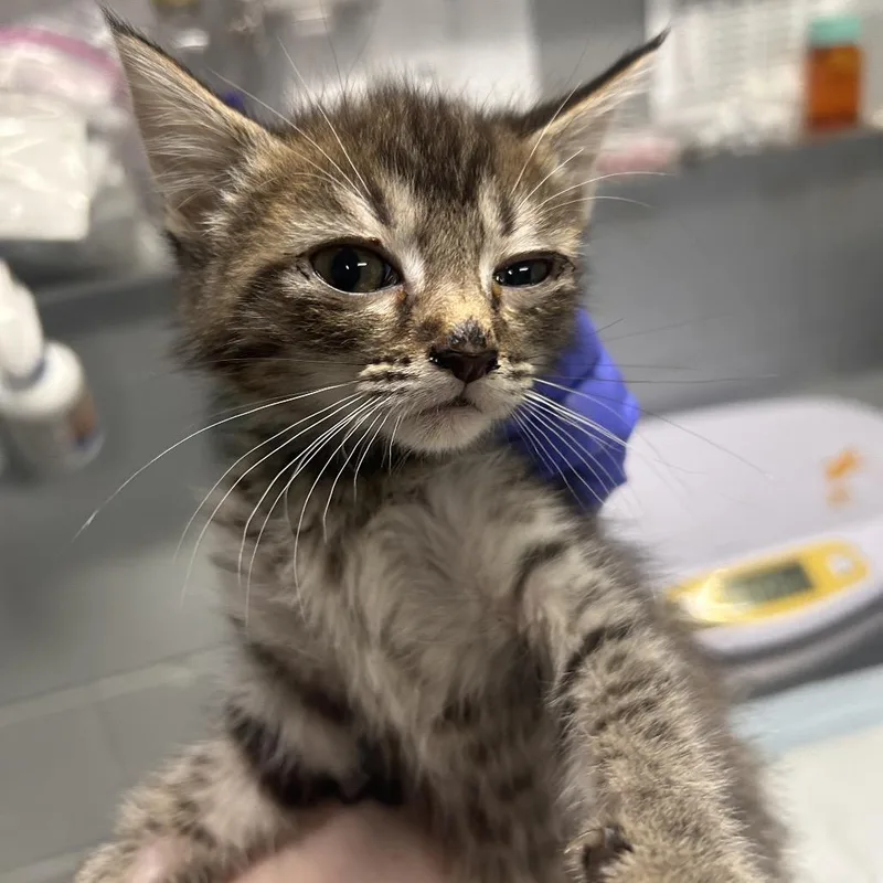 A baby small-sized male Brown / Chocolate Domestic Short Hair cat named Manicure for adoption in Summerville, SC