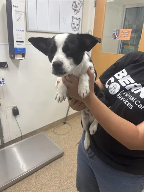 A young medium-sized male Chihuahua dog named Taquito for adoption in Albuquerque, NM