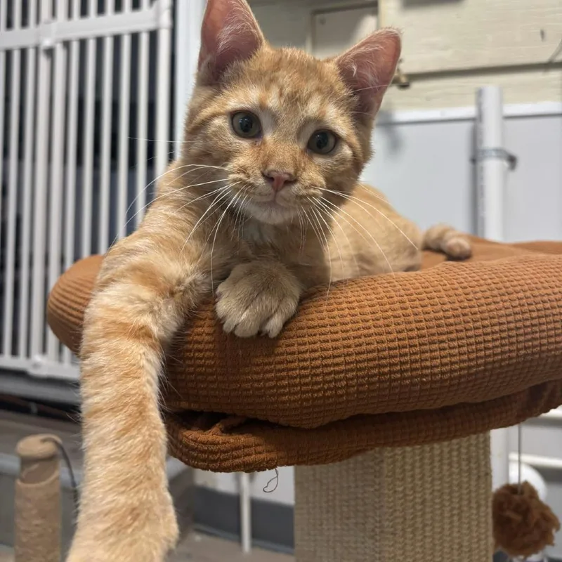 A baby small-sized male Domestic Medium Hair cat named Meowth for adoption in Commerce City, CO