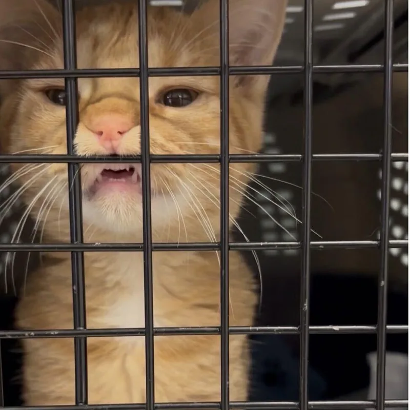 Meowth thumbnail 4