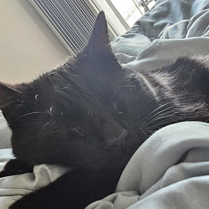 An adult small-sized male Black Domestic Short Hair cat named Luna for adoption in Roanoke, VA