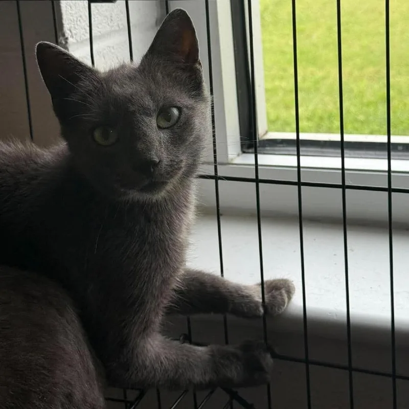 A young small-sized male Gray / Blue / Silver Russian Blue cat named Mason for adoption in Rocky Mount, VA