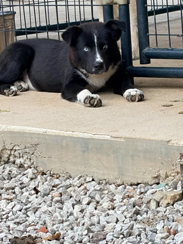 Alora