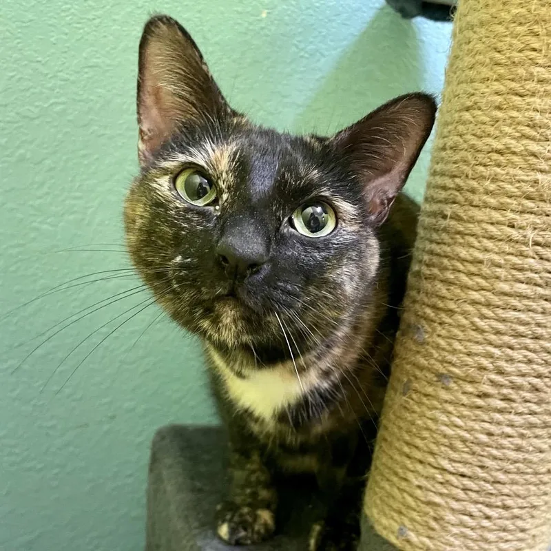 An adult medium-sized female Tortoiseshell Domestic Short Hair cat named Jazzy for adoption in Springfield, MO