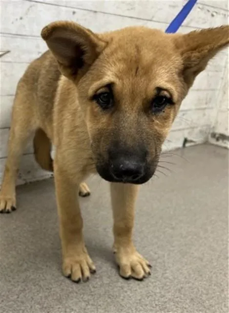 A baby small-sized female German Shepherd Dog dog named Ember for adoption in San Bernardino, CA
